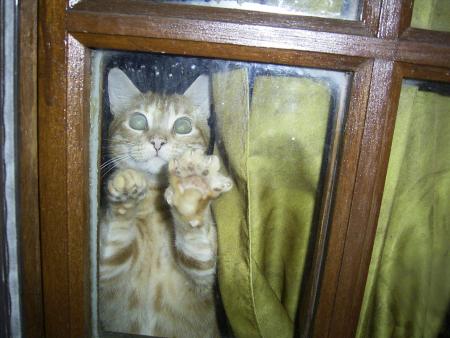 taz a la porte d'entrée