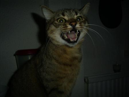 tigrous